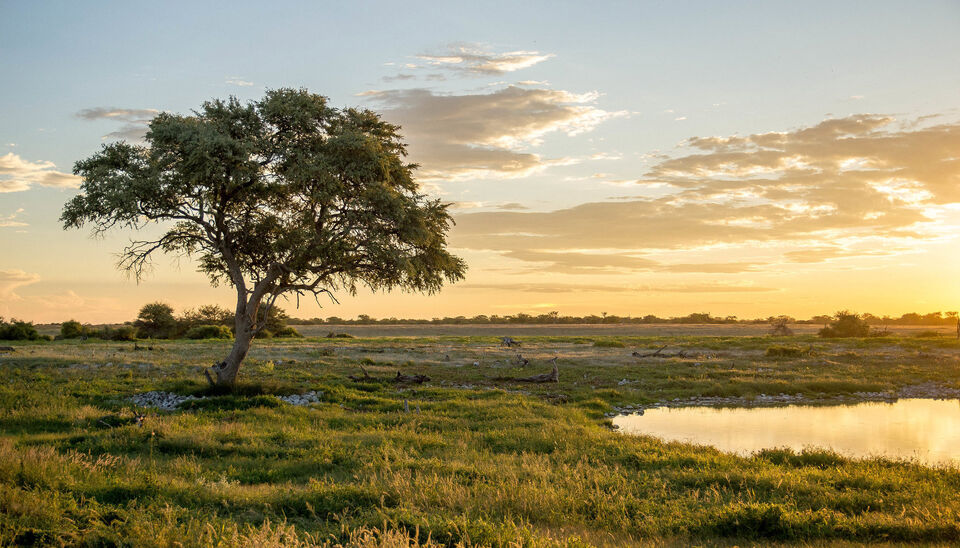 Dit is de advertentietekst